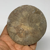 105.6g, 3.1"x3.1"x0.5", Goniatite (Button) Ammonite Polished Fossils, B30074