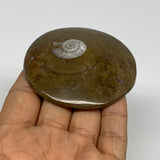 81.9g, 2.7"x2.7"x0.6", Goniatite (Button) Ammonite Polished Fossils, B30075