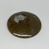 83.6g, 2.8"x2.8"x0.5", Goniatite (Button) Ammonite Polished Fossils, B30077