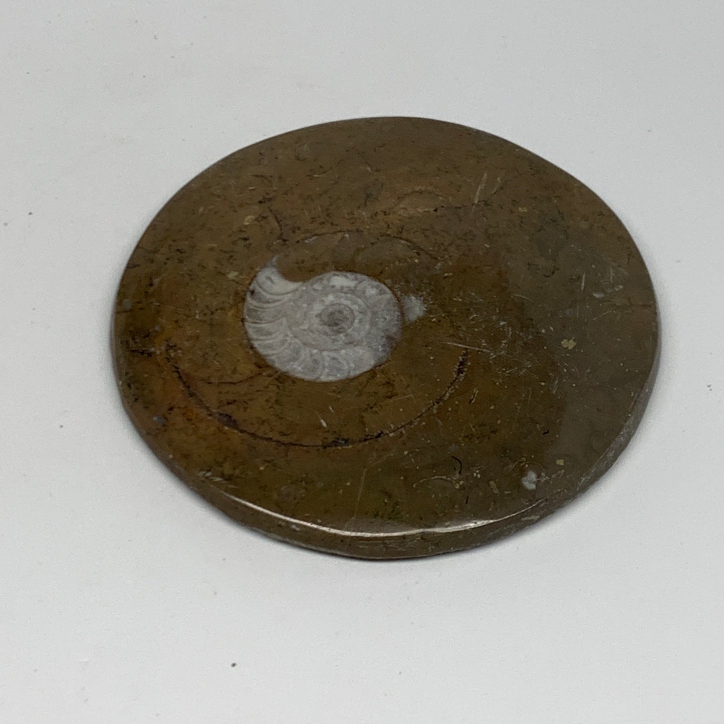 67.8g, 2.9"x2.8"x0.3", Goniatite (Button) Ammonite Polished Fossils, B30078