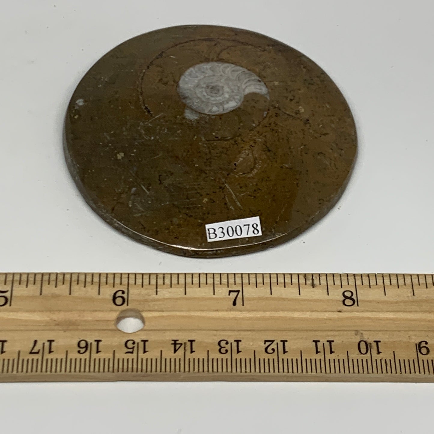 67.8g, 2.9"x2.8"x0.3", Goniatite (Button) Ammonite Polished Fossils, B30078