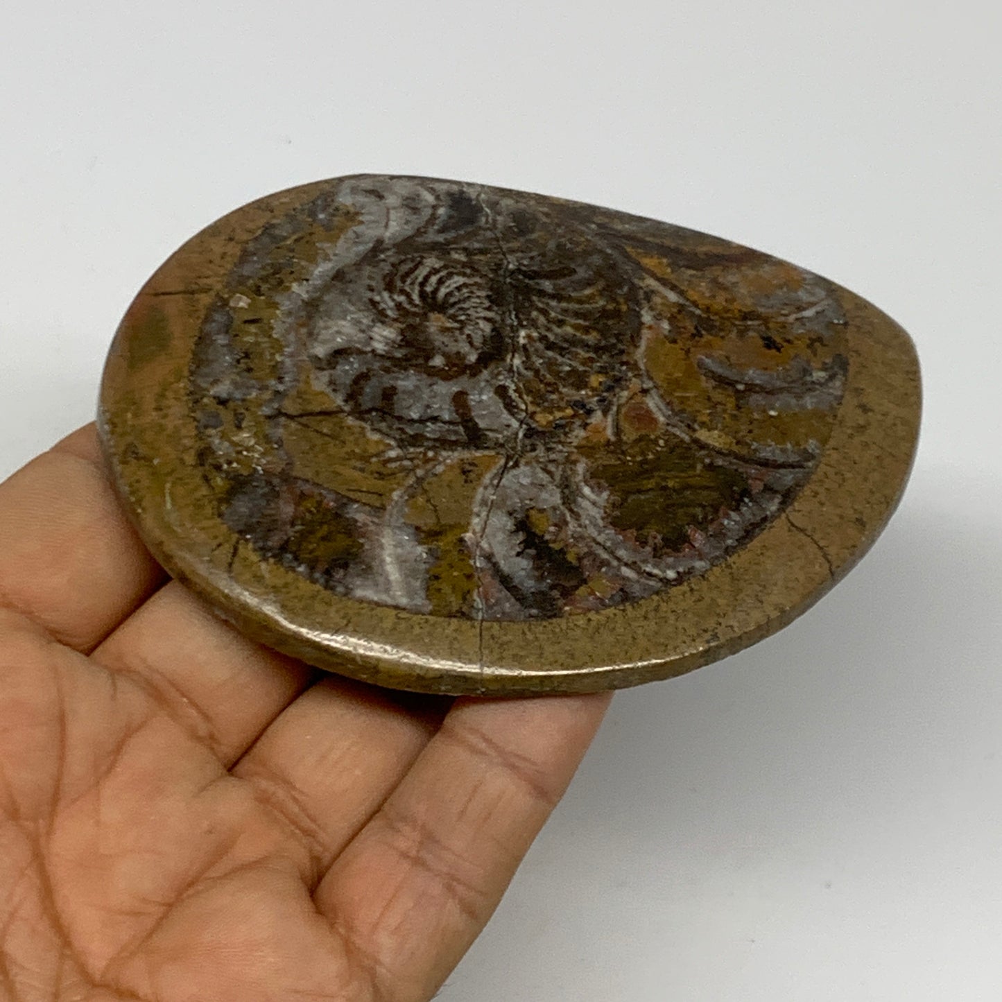 89.5g, 3.6"x2.7"x0.3", Goniatite (Button) Ammonite Polished Fossils, B30079