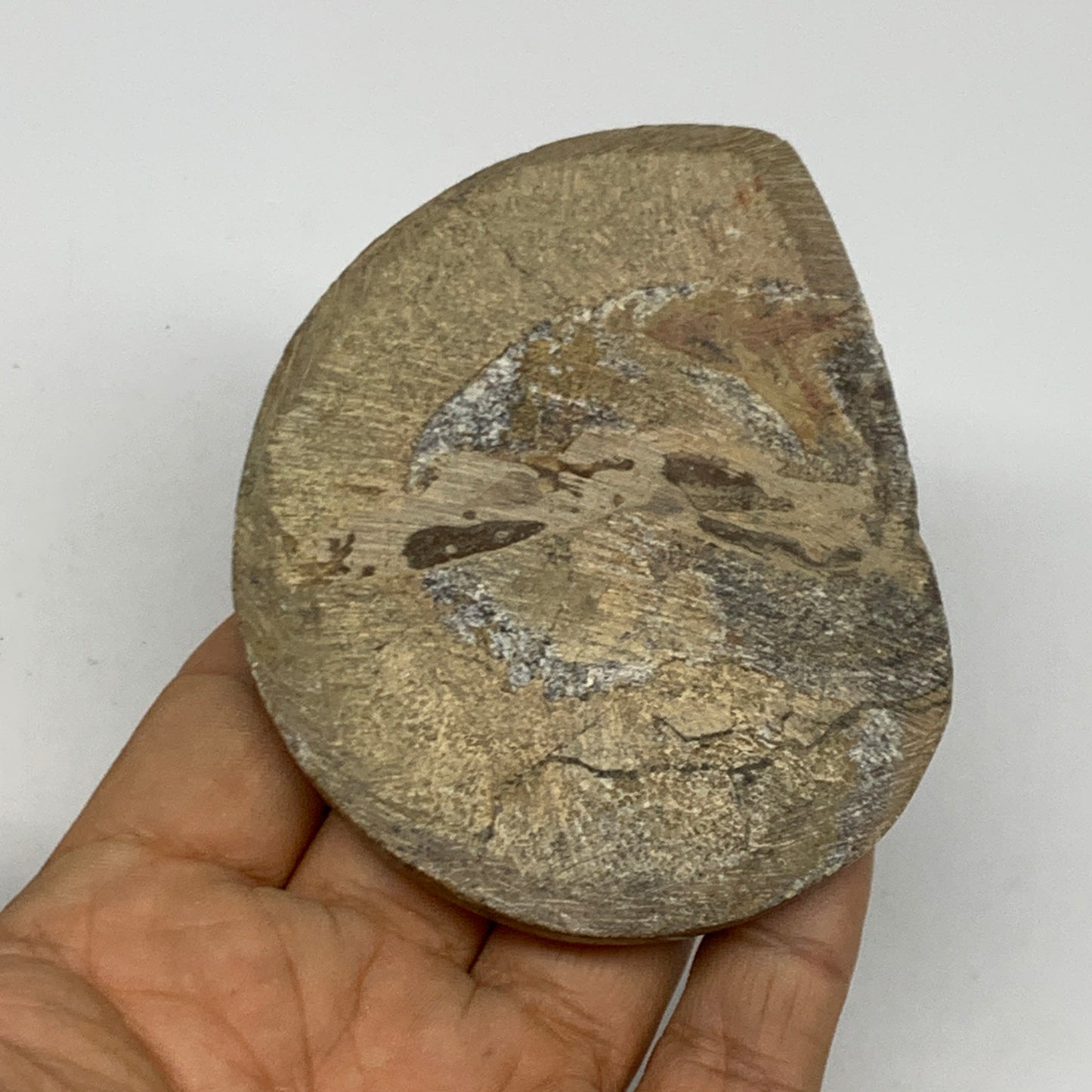 89.5g, 3.6"x2.7"x0.3", Goniatite (Button) Ammonite Polished Fossils, B30079