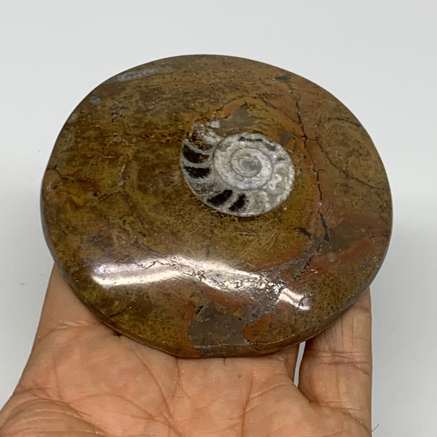 129.5g, 3.2"x3.2"x0.6", Goniatite (Button) Ammonite Polished Fossils, B30080