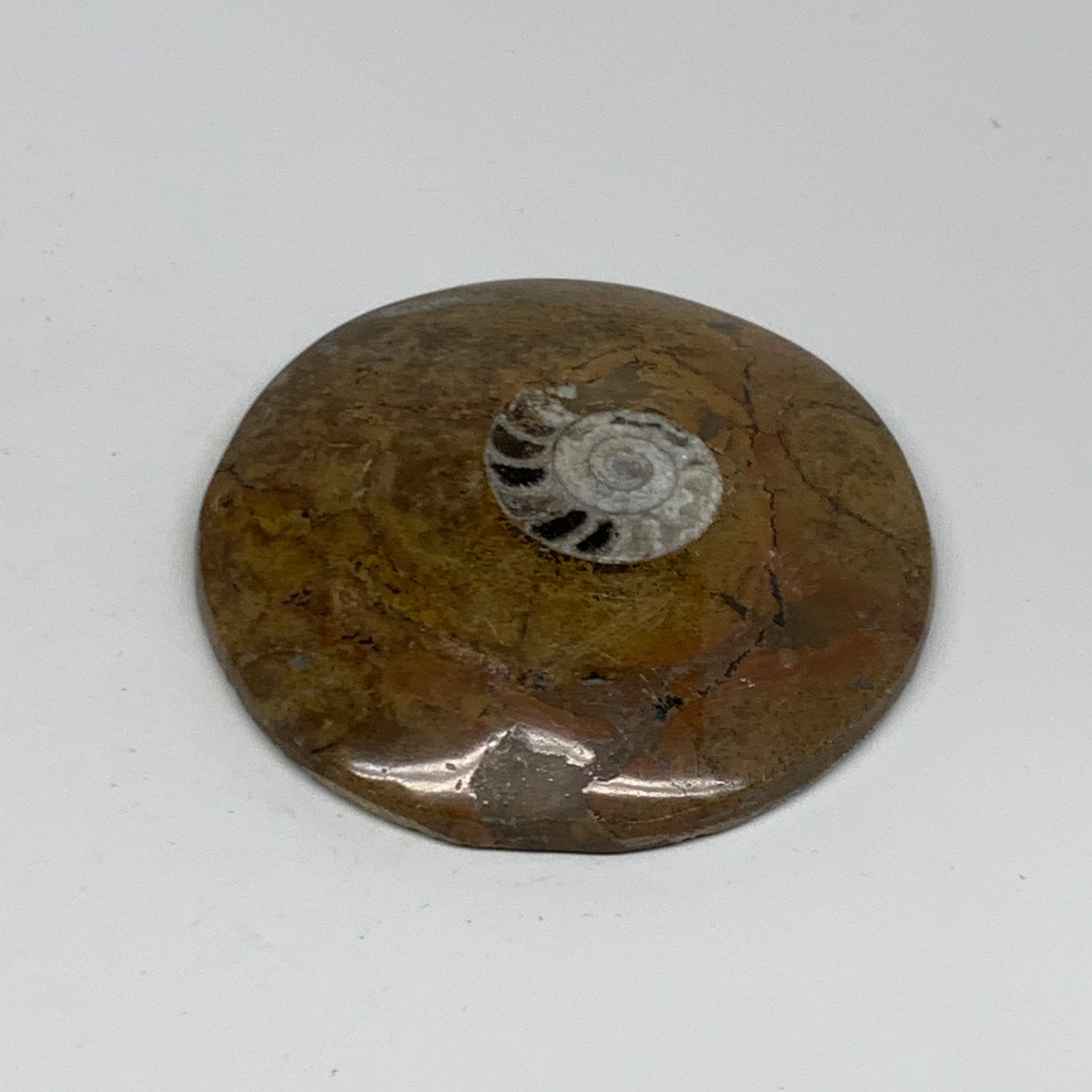 129.5g, 3.2"x3.2"x0.6", Goniatite (Button) Ammonite Polished Fossils, B30080