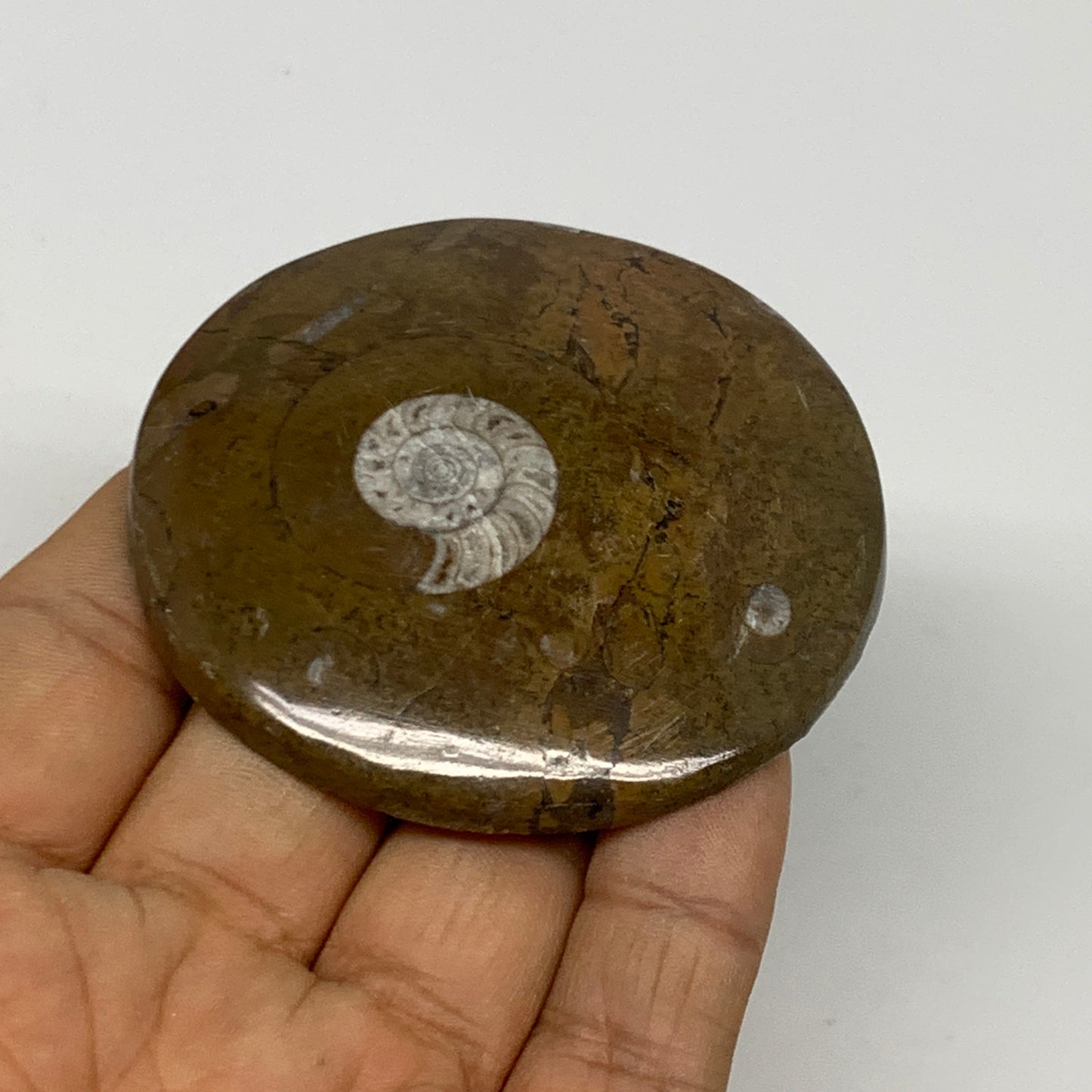 84.6g, 2.4"x2.4"x0.5", Goniatite (Button) Ammonite Polished Fossils, B30081