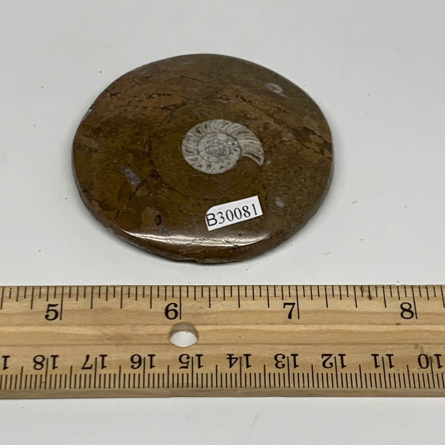 84.6g, 2.4"x2.4"x0.5", Goniatite (Button) Ammonite Polished Fossils, B30081