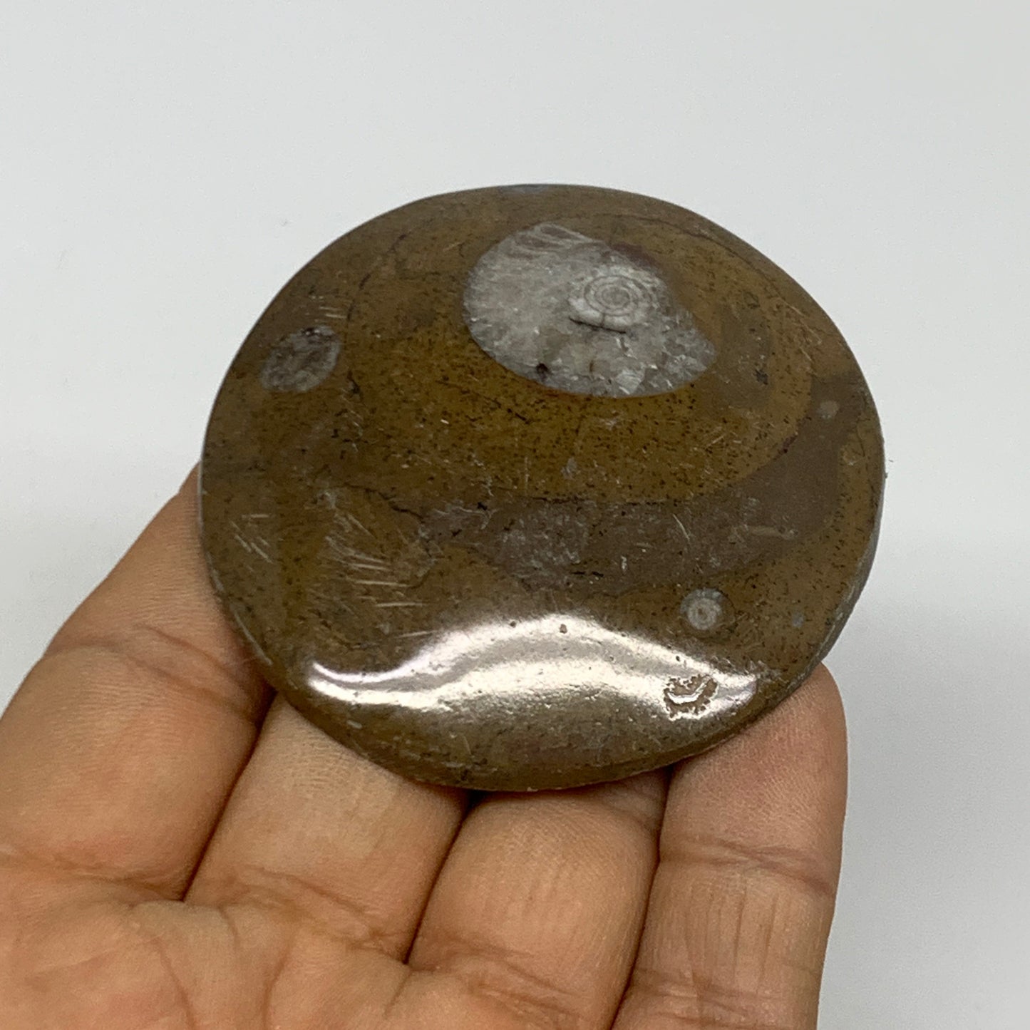60.1g, 2.4"x2.3"x0.5", Goniatite (Button) Ammonite Polished Fossils, B30082