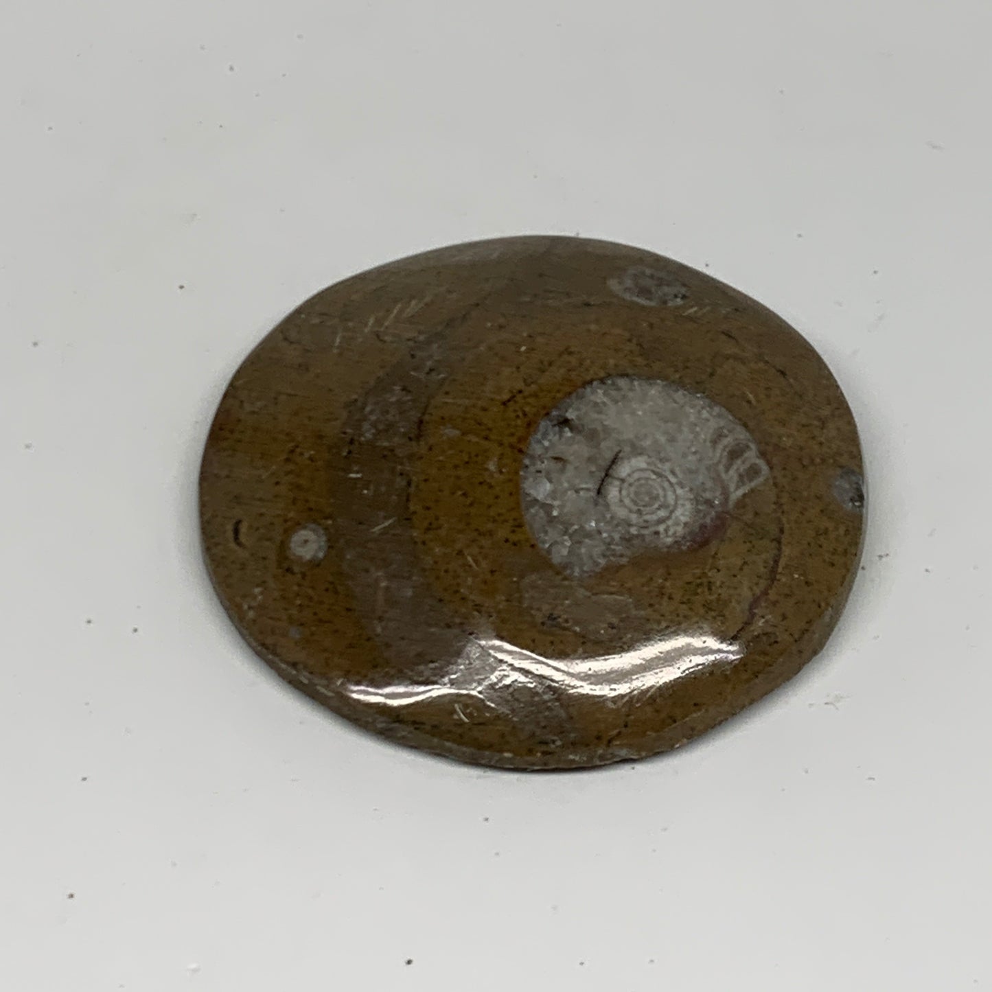60.1g, 2.4"x2.3"x0.5", Goniatite (Button) Ammonite Polished Fossils, B30082