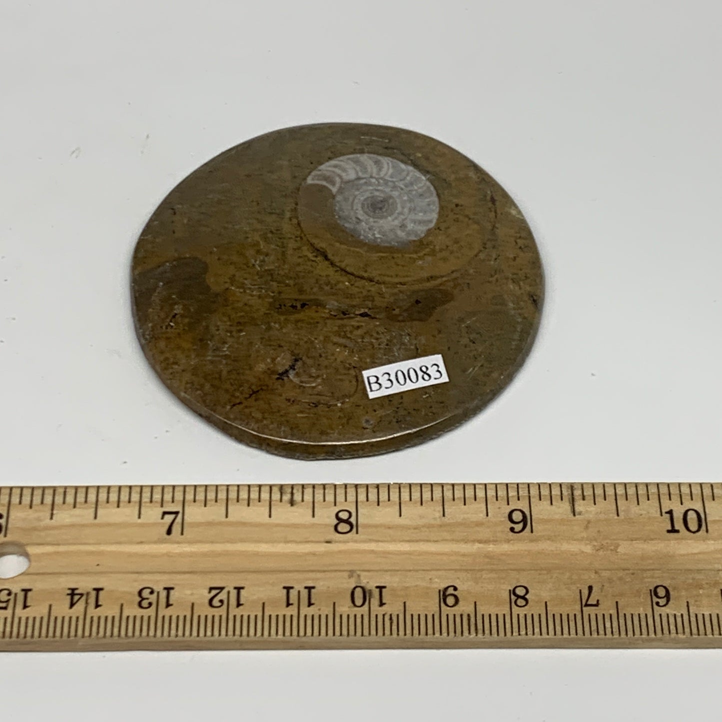 57.4g, 2.7"x2.6"x0.3", Goniatite (Button) Ammonite Polished Fossils, B30083