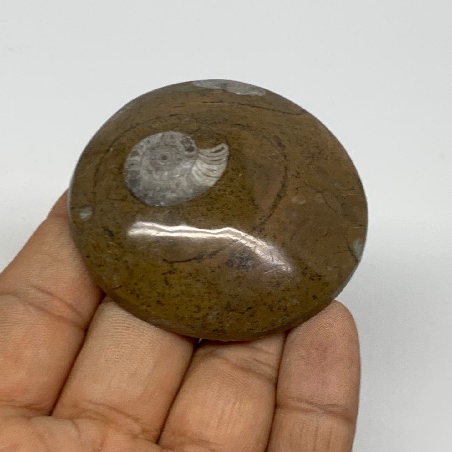 56.3g, 2.1"x2.1"x0.6", Goniatite (Button) Ammonite Polished Fossils, B30086