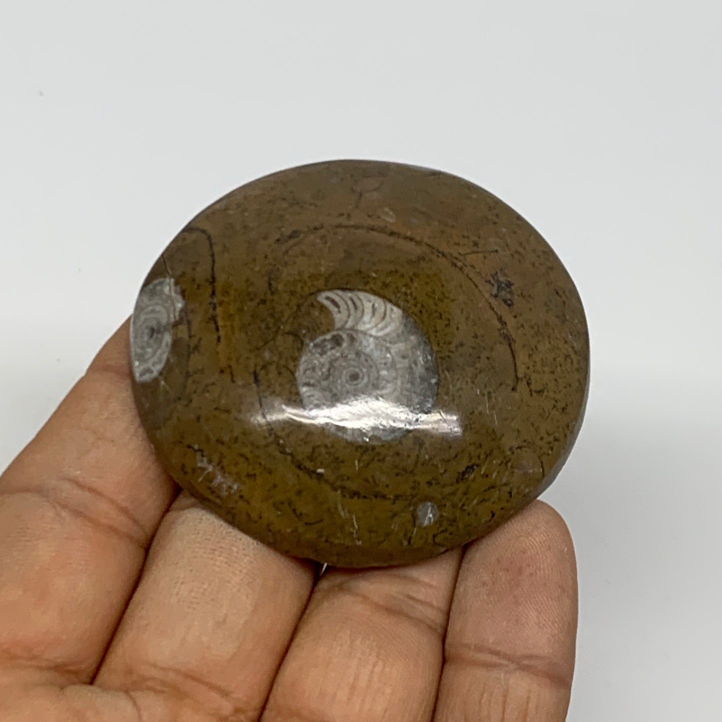 56.3g, 2.1"x2.1"x0.6", Goniatite (Button) Ammonite Polished Fossils, B30086