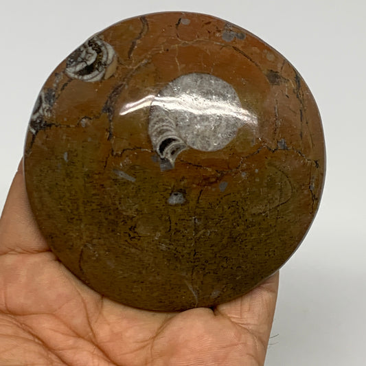 135.4g, 3"x3"x0.7", Goniatite (Button) Ammonite Polished Fossils, B30087
