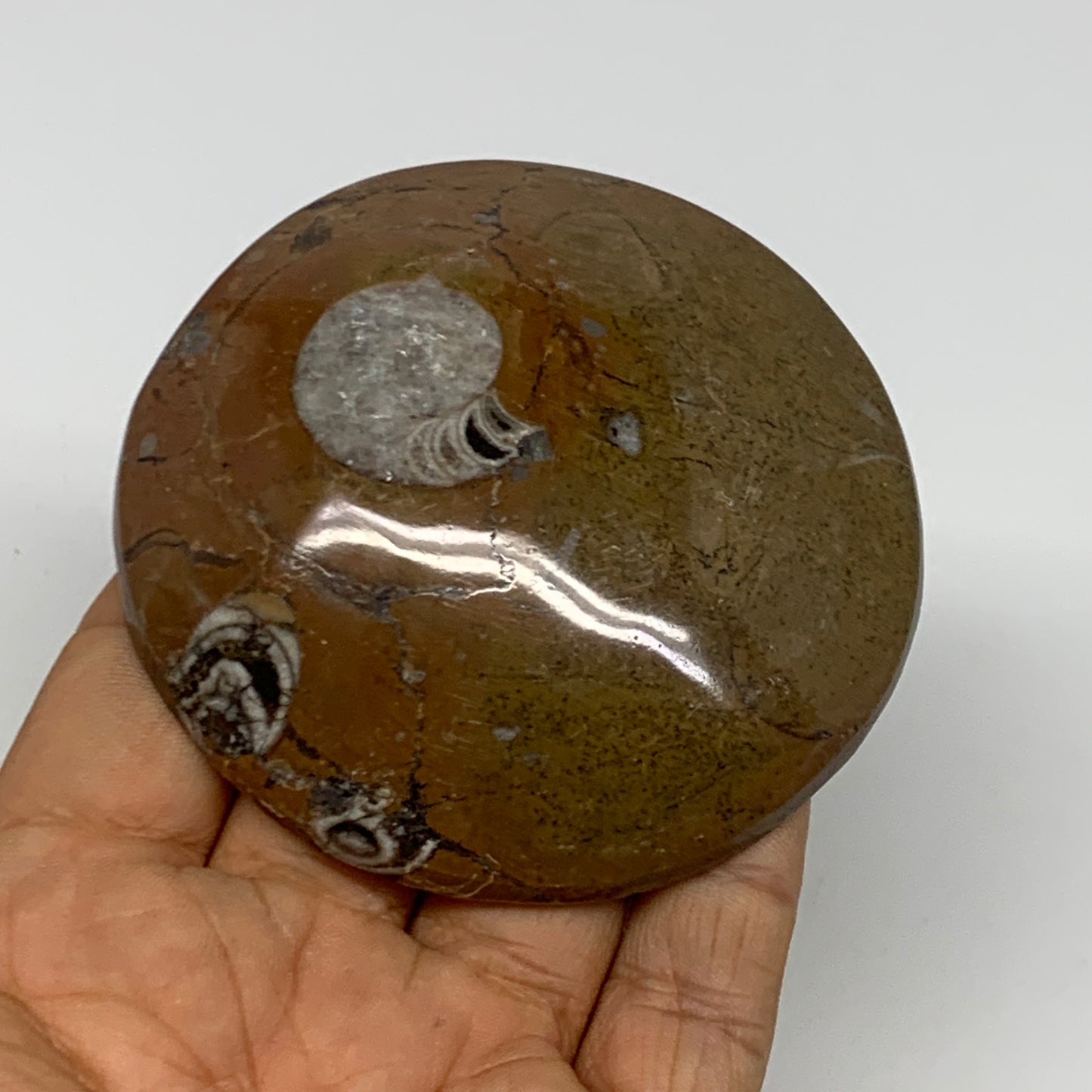 135.4g, 3"x3"x0.7", Goniatite (Button) Ammonite Polished Fossils, B30087