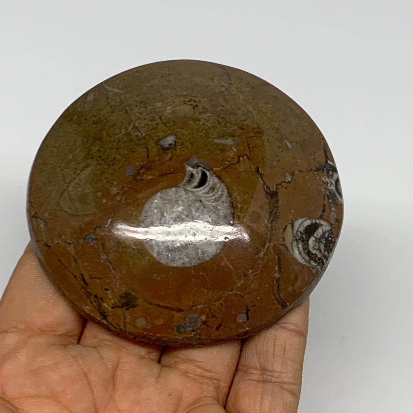 135.4g, 3"x3"x0.7", Goniatite (Button) Ammonite Polished Fossils, B30087