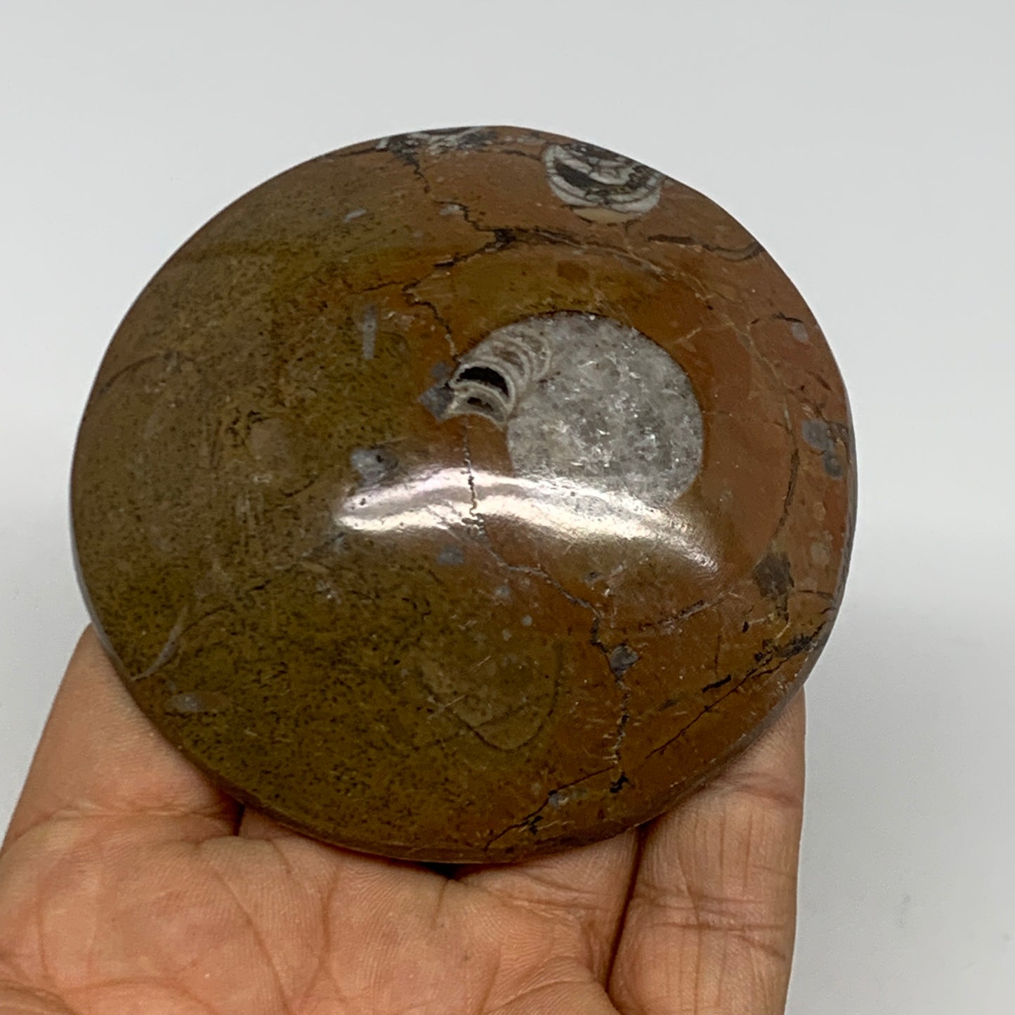 135.4g, 3"x3"x0.7", Goniatite (Button) Ammonite Polished Fossils, B30087