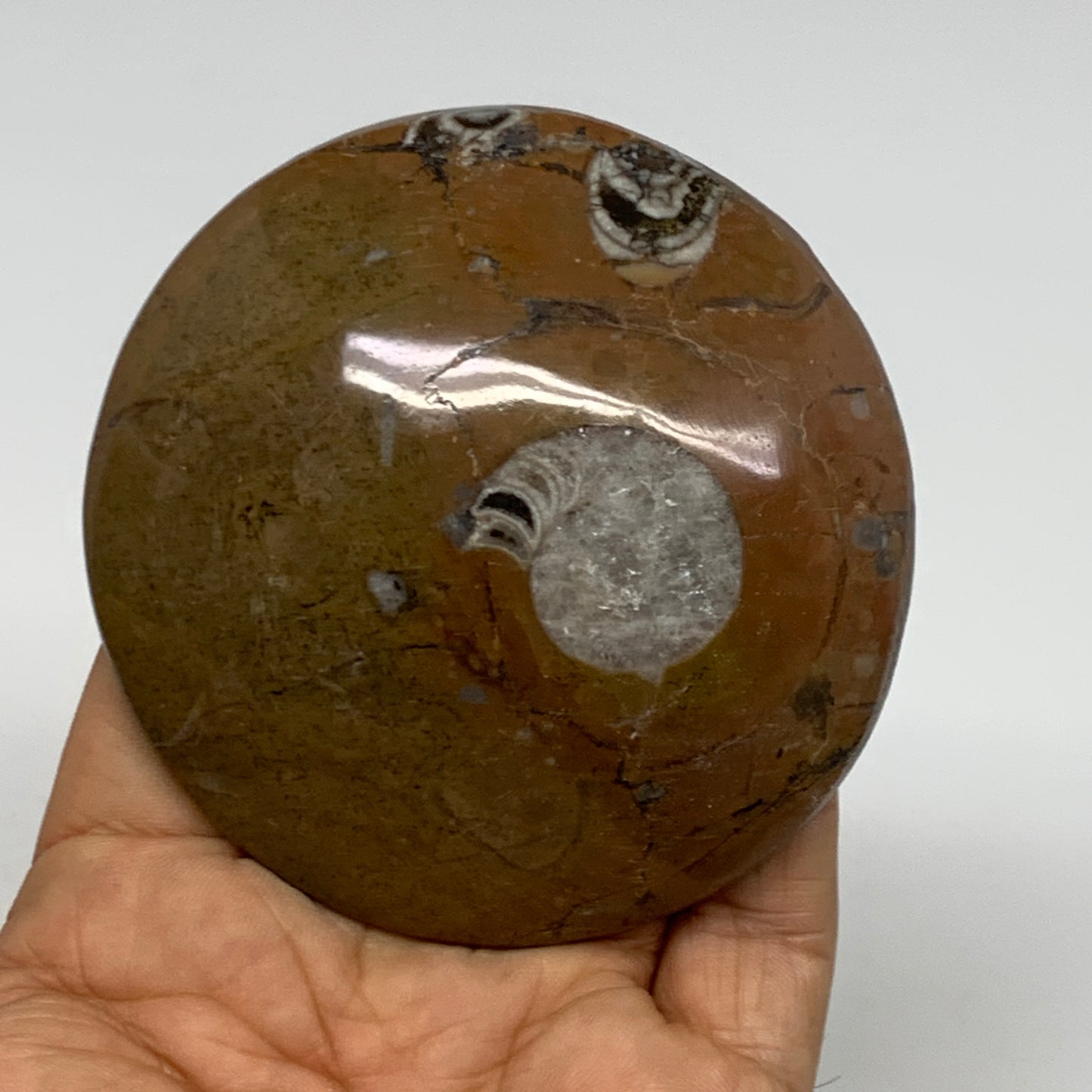 135.4g, 3"x3"x0.7", Goniatite (Button) Ammonite Polished Fossils, B30087