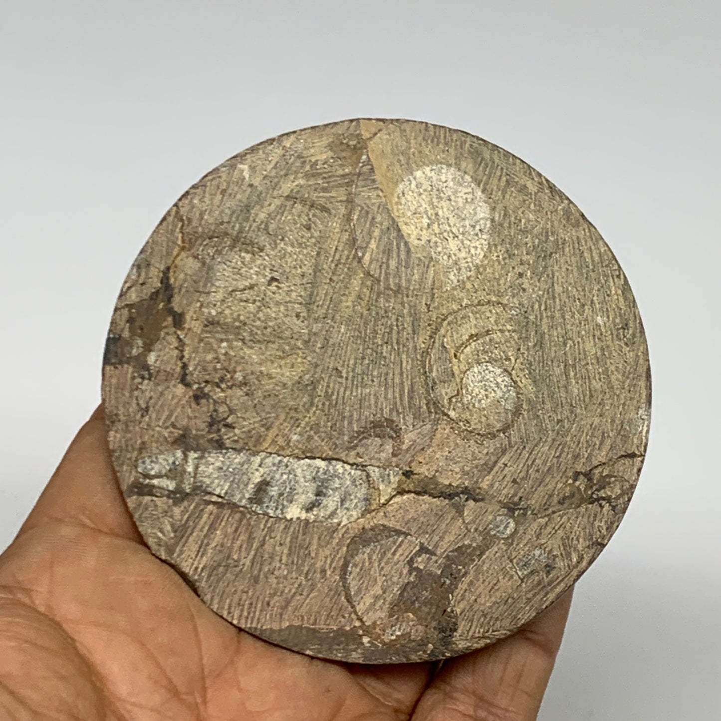 135.4g, 3"x3"x0.7", Goniatite (Button) Ammonite Polished Fossils, B30087