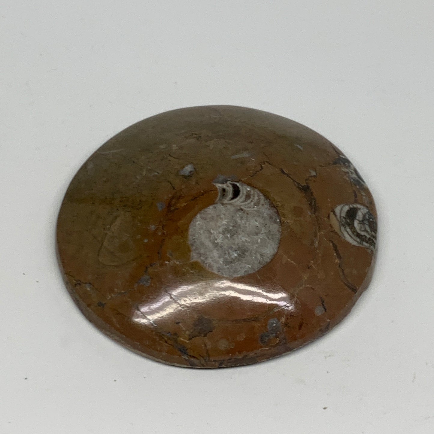 135.4g, 3"x3"x0.7", Goniatite (Button) Ammonite Polished Fossils, B30087