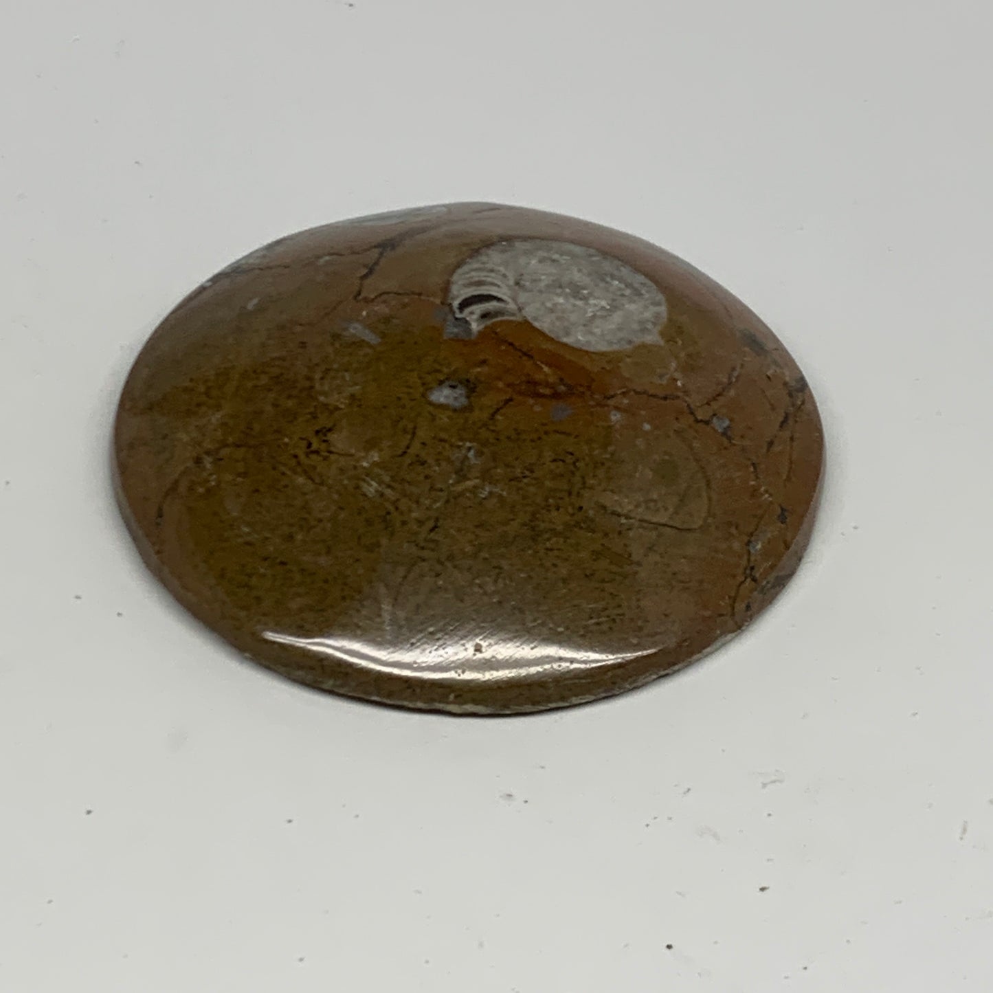 135.4g, 3"x3"x0.7", Goniatite (Button) Ammonite Polished Fossils, B30087