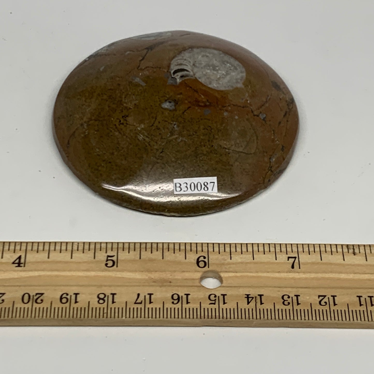135.4g, 3"x3"x0.7", Goniatite (Button) Ammonite Polished Fossils, B30087