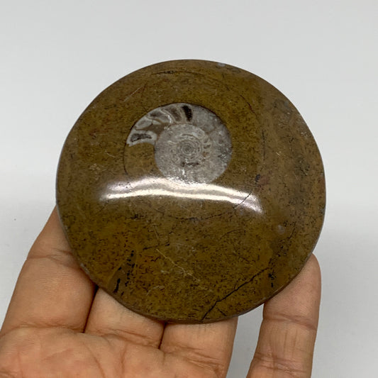 102.2g, 2.9"x2.9"x0.6", Goniatite (Button) Ammonite Polished Fossils, B30089