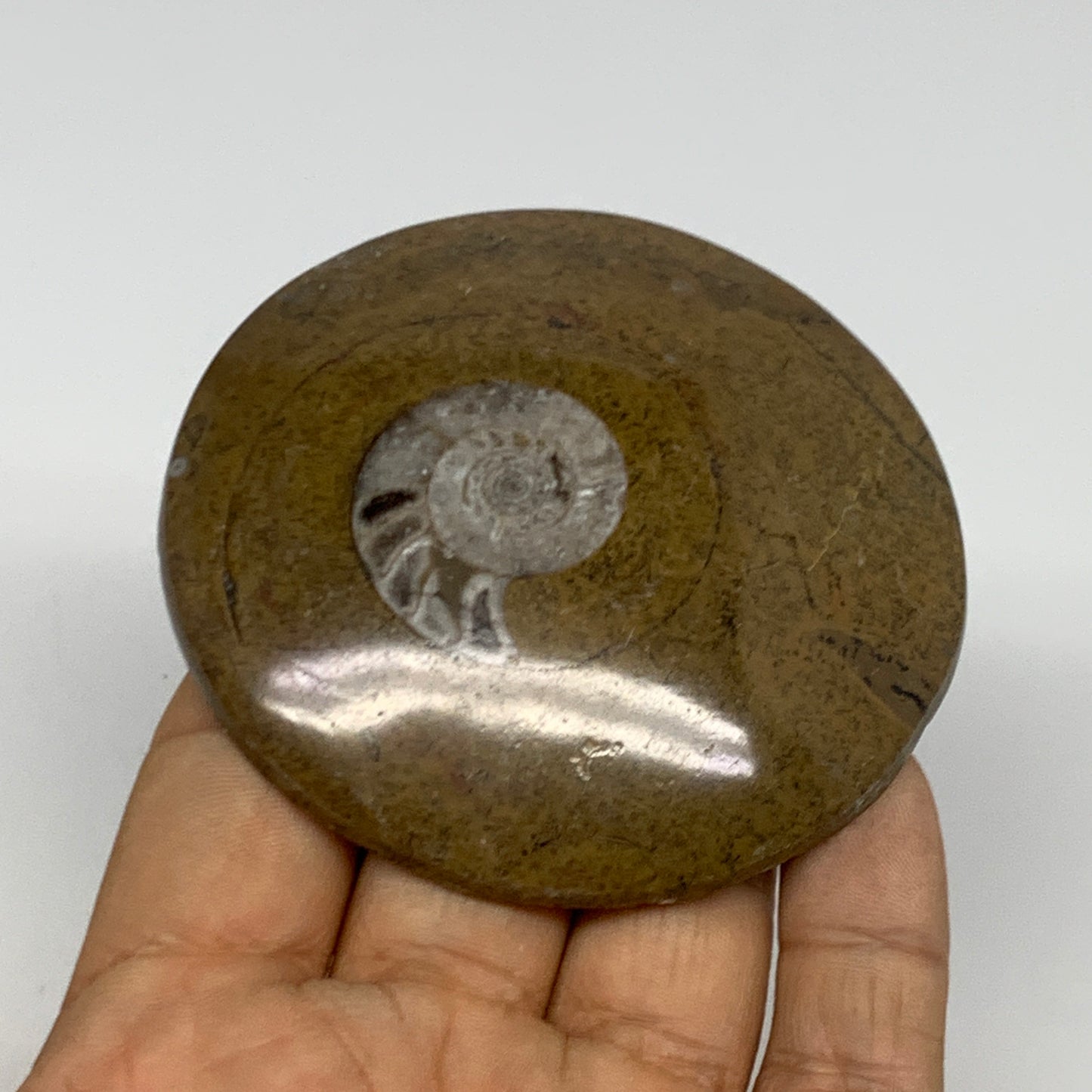 102.2g, 2.9"x2.9"x0.6", Goniatite (Button) Ammonite Polished Fossils, B30089
