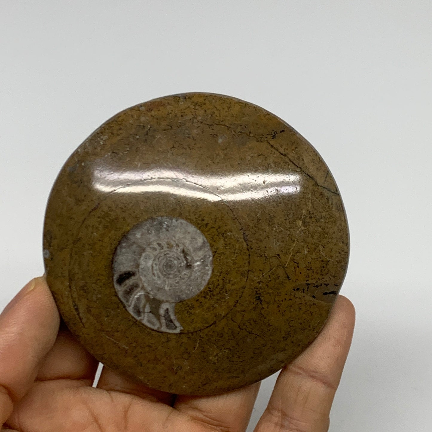 102.2g, 2.9"x2.9"x0.6", Goniatite (Button) Ammonite Polished Fossils, B30089