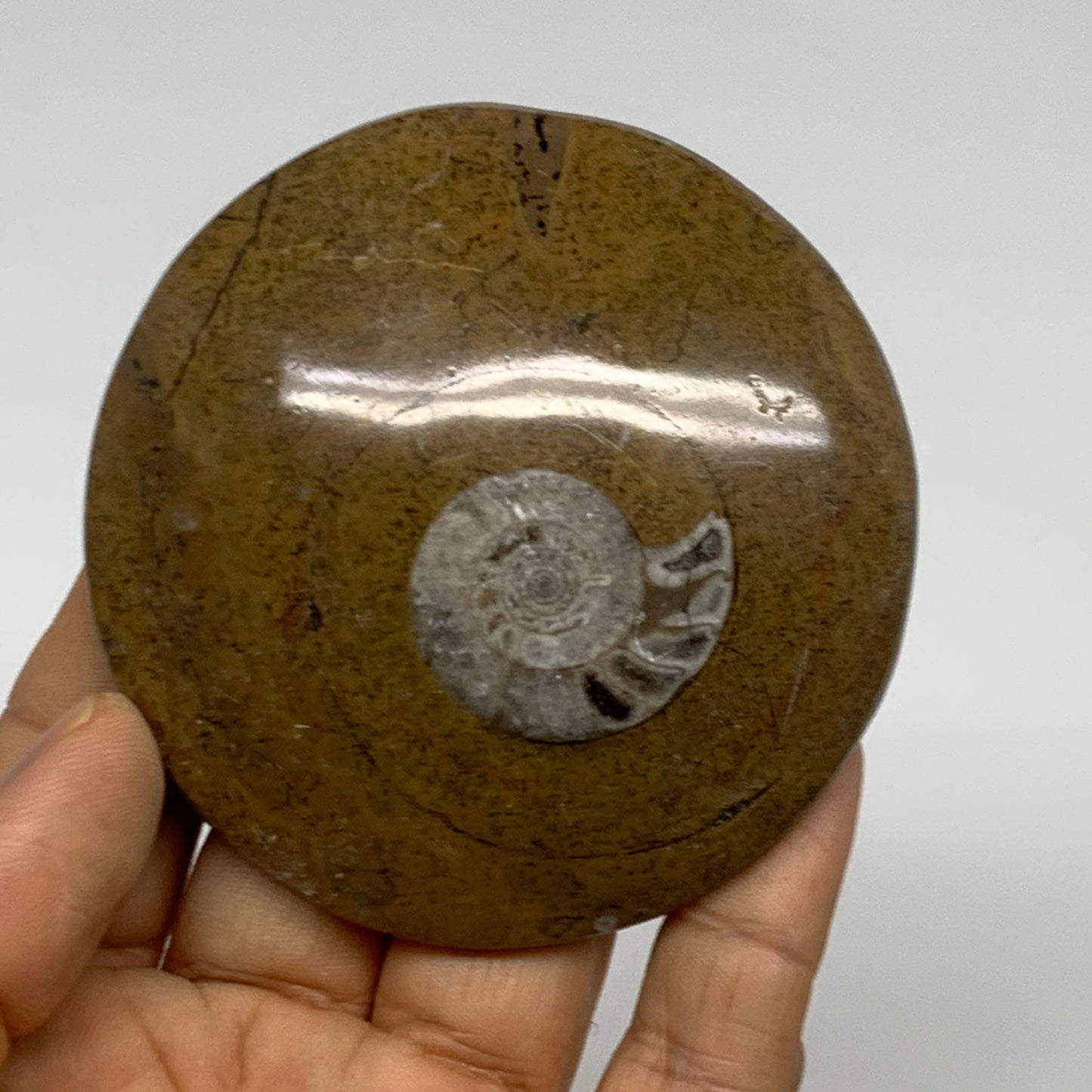 102.2g, 2.9"x2.9"x0.6", Goniatite (Button) Ammonite Polished Fossils, B30089