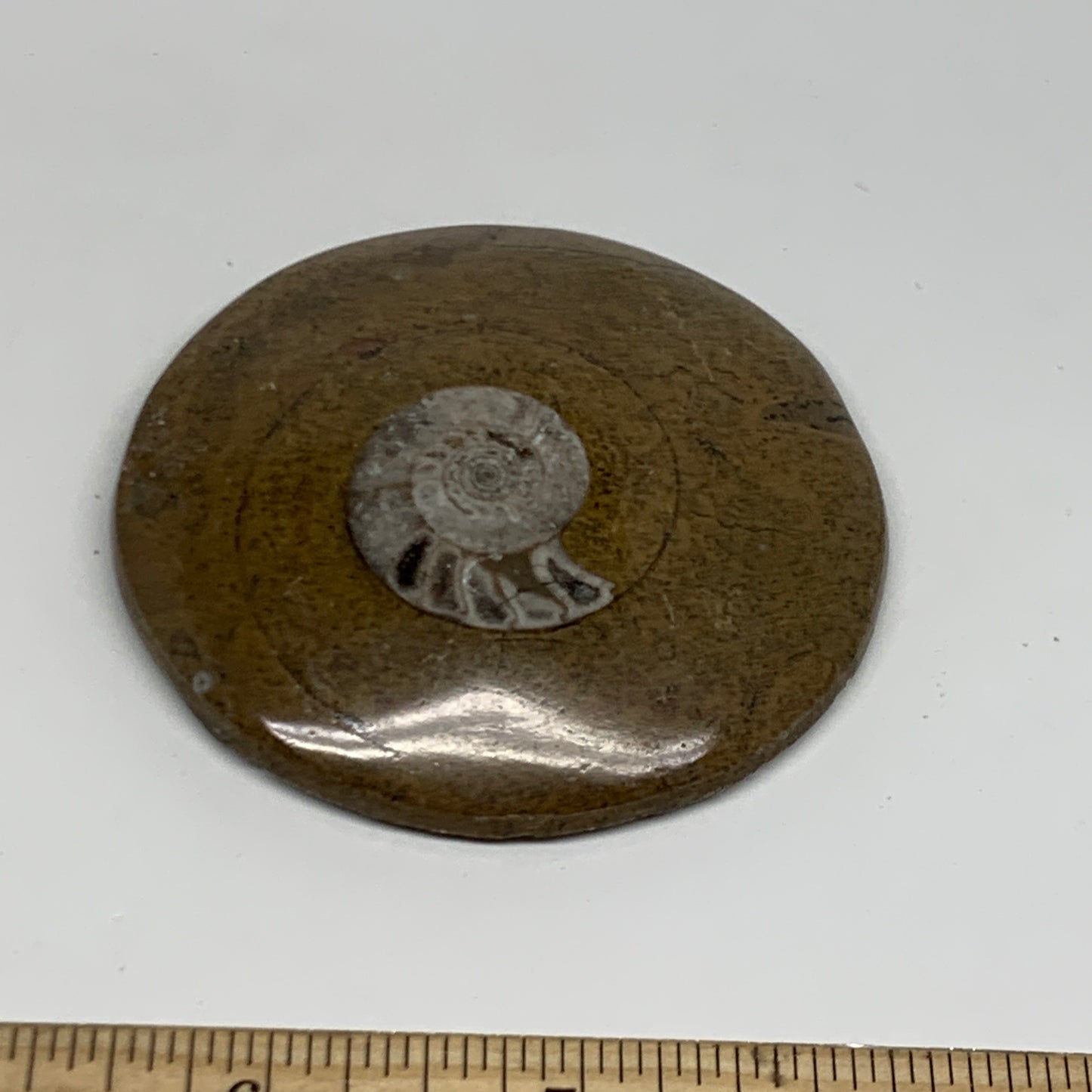 102.2g, 2.9"x2.9"x0.6", Goniatite (Button) Ammonite Polished Fossils, B30089