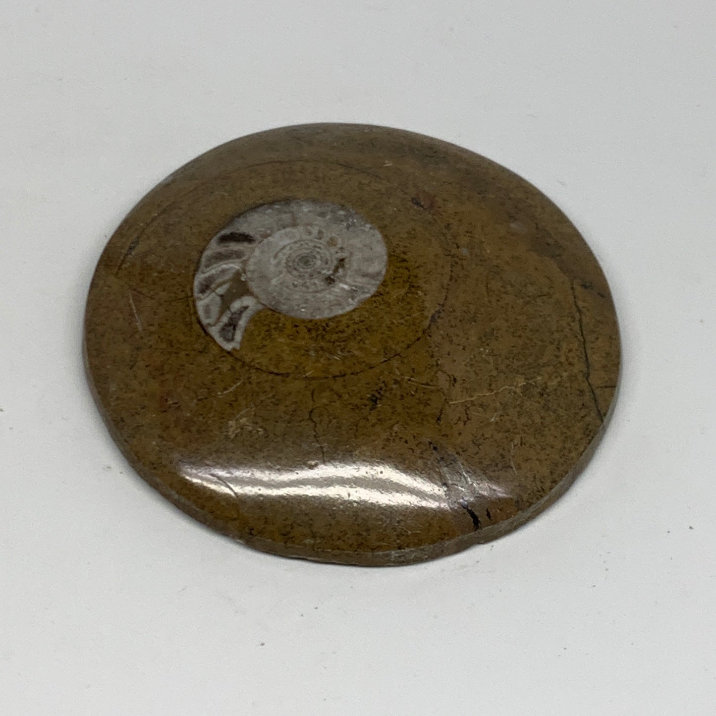 102.2g, 2.9"x2.9"x0.6", Goniatite (Button) Ammonite Polished Fossils, B30089