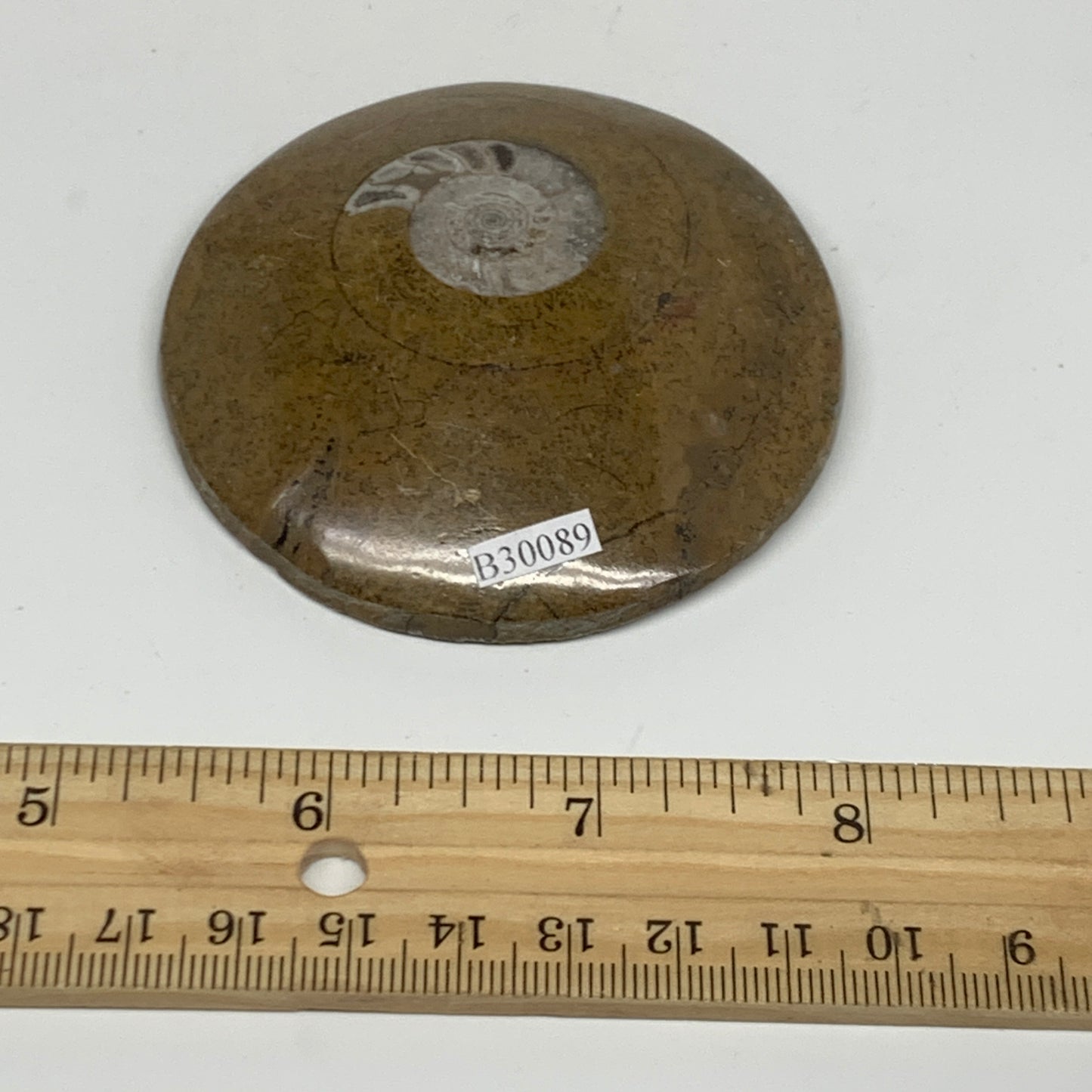 102.2g, 2.9"x2.9"x0.6", Goniatite (Button) Ammonite Polished Fossils, B30089