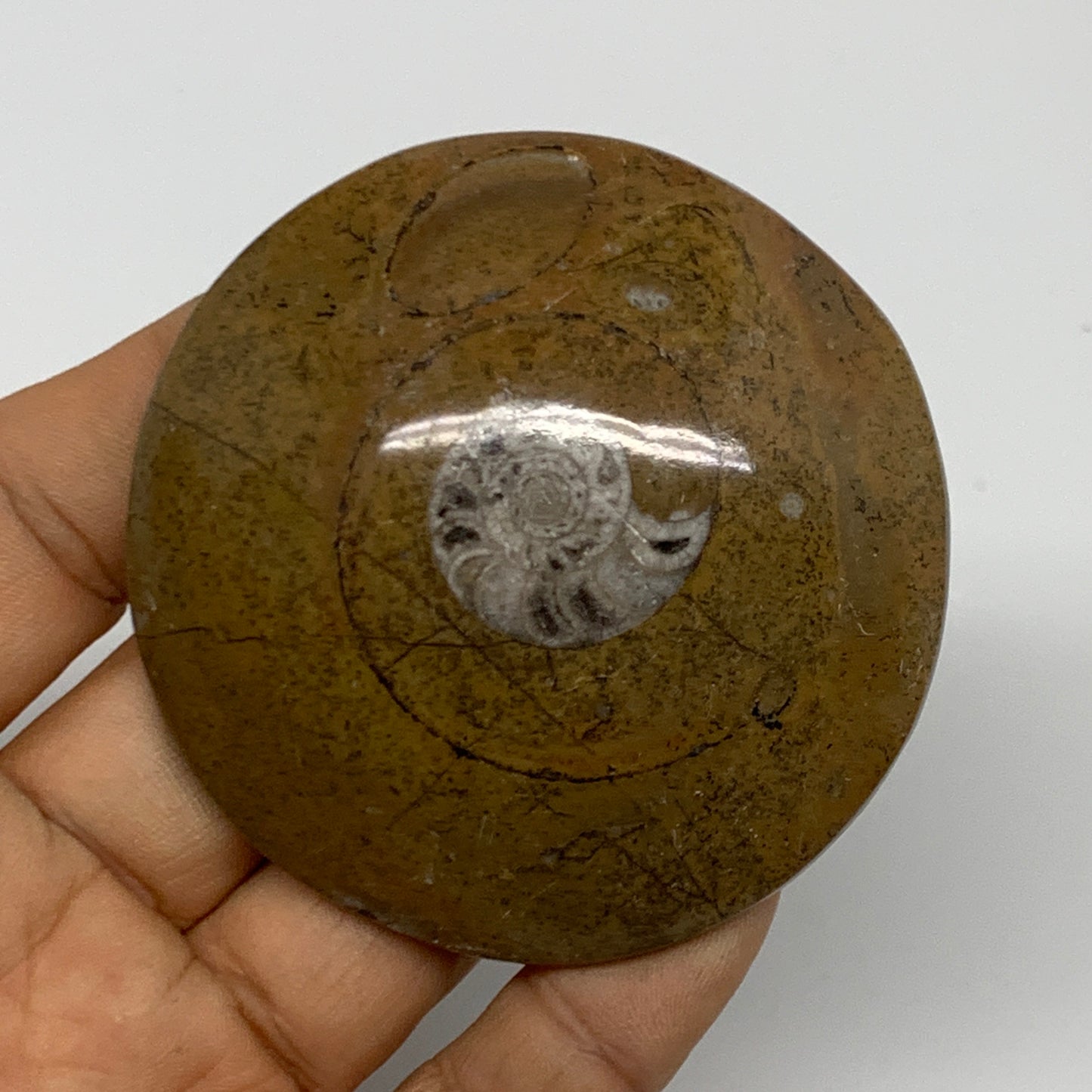 83.2g, 2.5"x2.6"x0.7", Goniatite (Button) Ammonite Polished Fossils, B30091