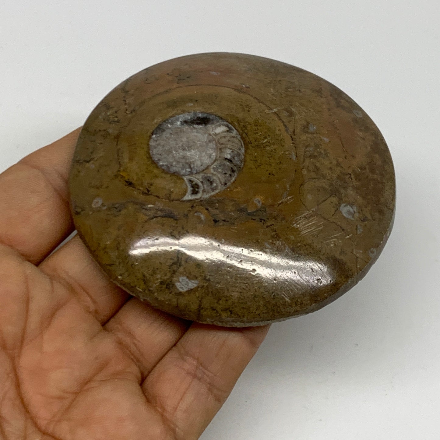 110.8g, 2.9"x2.9"x0.6", Goniatite (Button) Ammonite Polished Fossils, B30092