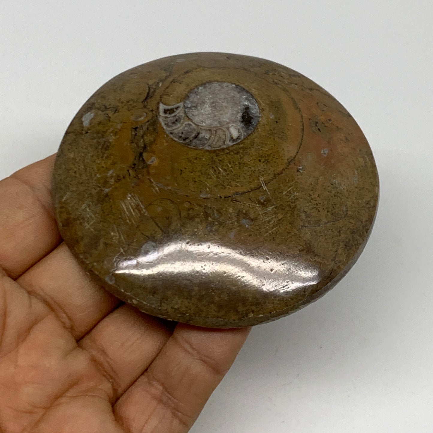 110.8g, 2.9"x2.9"x0.6", Goniatite (Button) Ammonite Polished Fossils, B30092