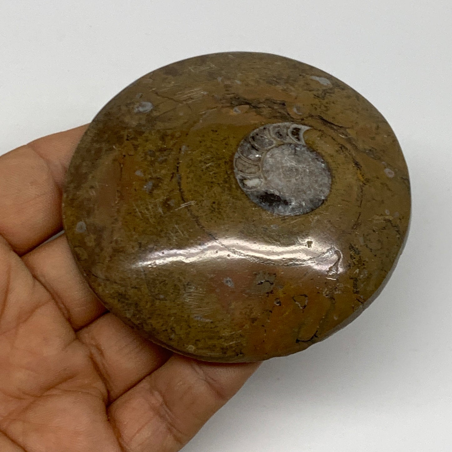 110.8g, 2.9"x2.9"x0.6", Goniatite (Button) Ammonite Polished Fossils, B30092