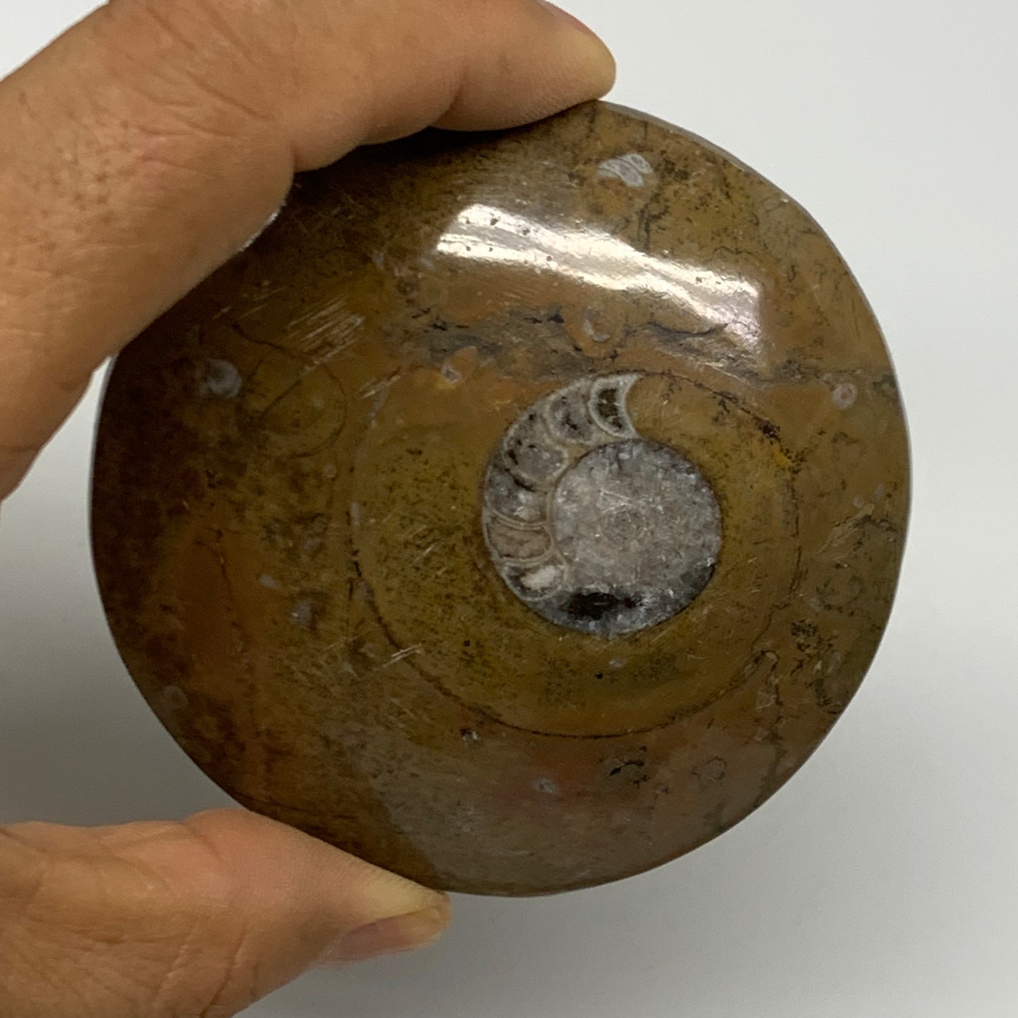 110.8g, 2.9"x2.9"x0.6", Goniatite (Button) Ammonite Polished Fossils, B30092