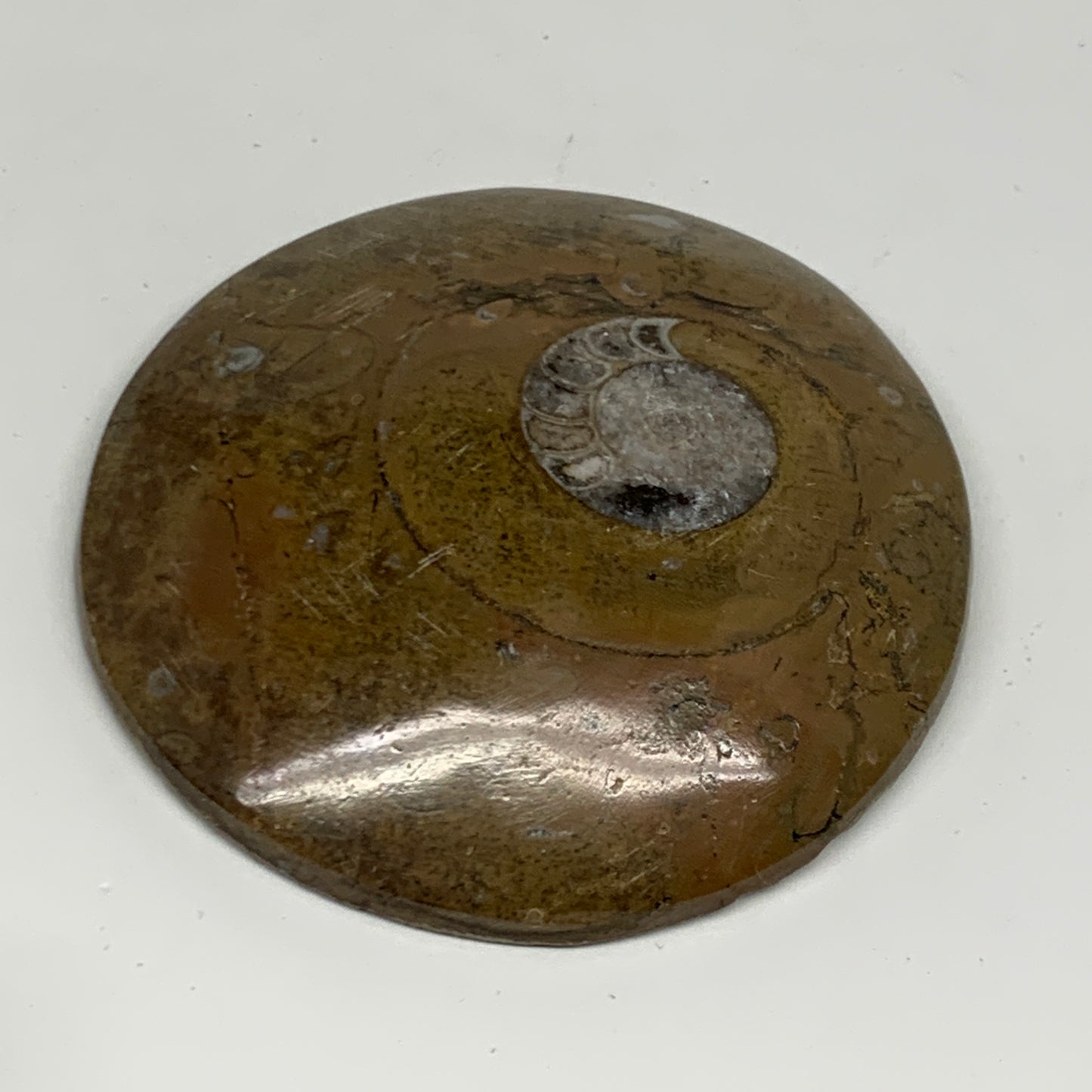 110.8g, 2.9"x2.9"x0.6", Goniatite (Button) Ammonite Polished Fossils, B30092