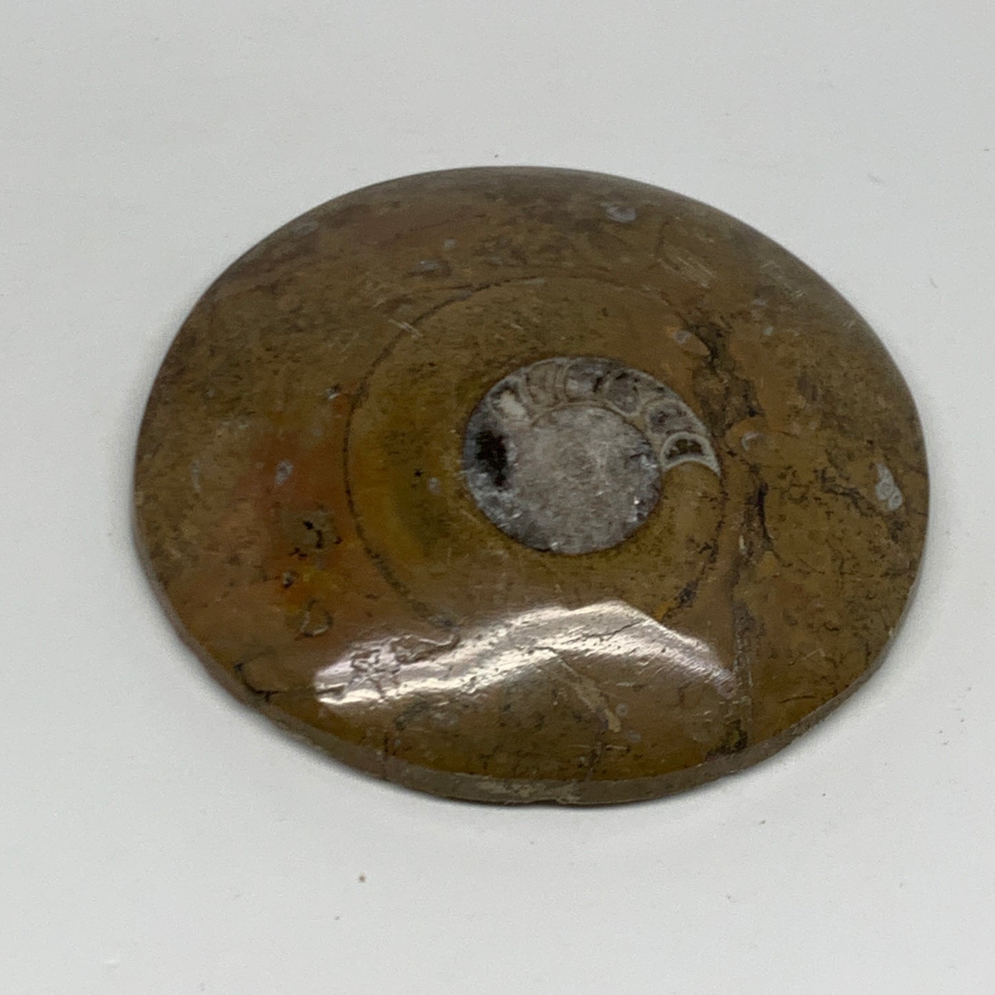 110.8g, 2.9"x2.9"x0.6", Goniatite (Button) Ammonite Polished Fossils, B30092