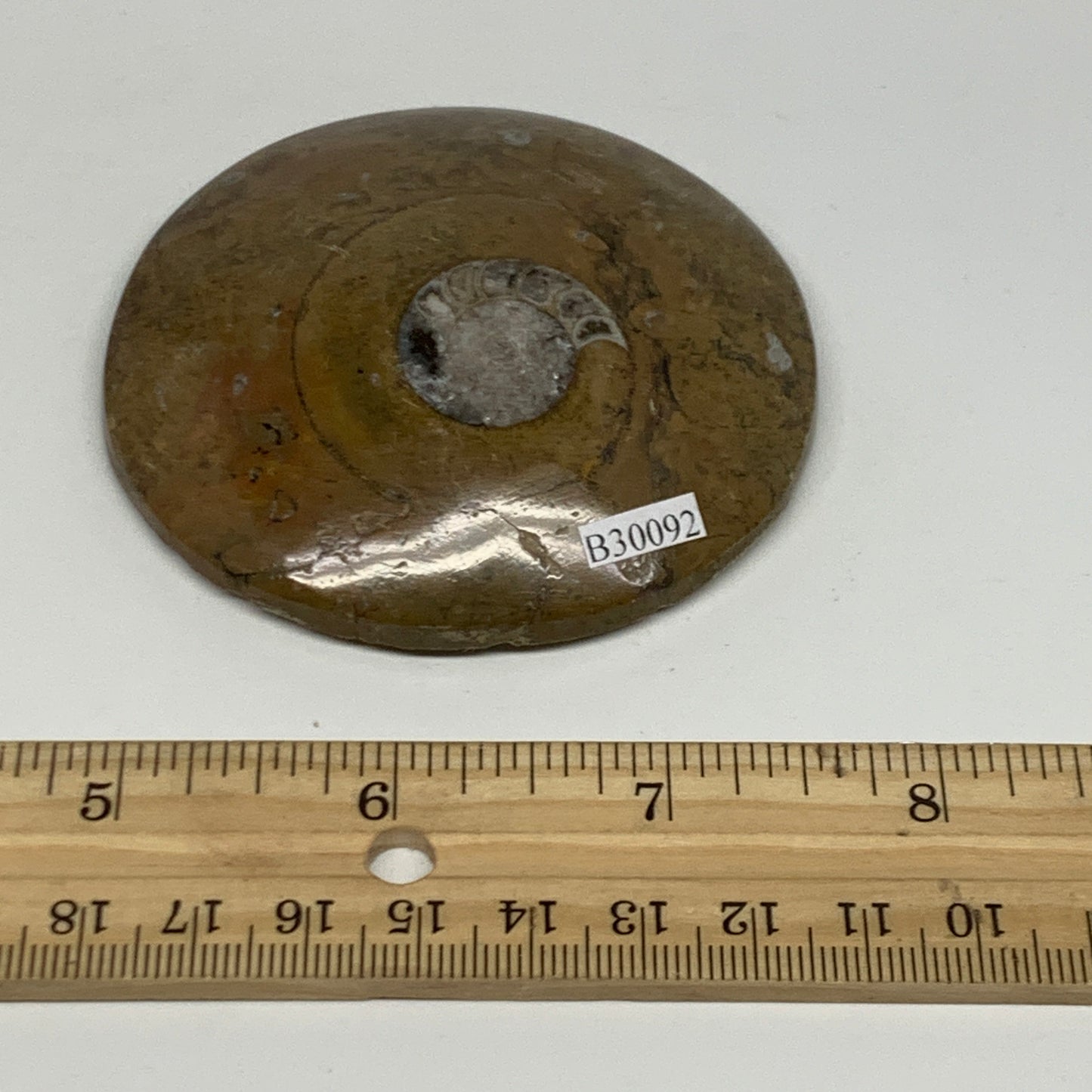 110.8g, 2.9"x2.9"x0.6", Goniatite (Button) Ammonite Polished Fossils, B30092