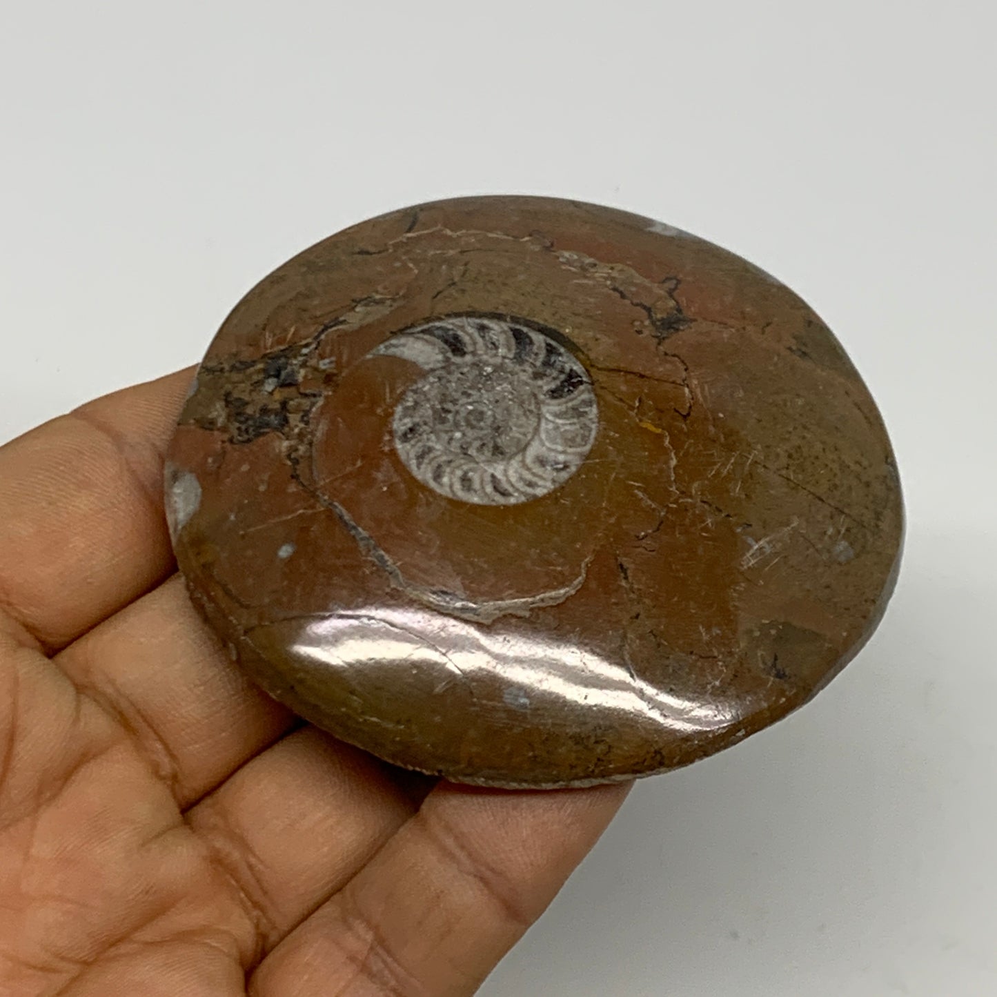 95.2g, 2.8"x2.8"x0.6", Goniatite (Button) Ammonite Polished Fossils, B30094