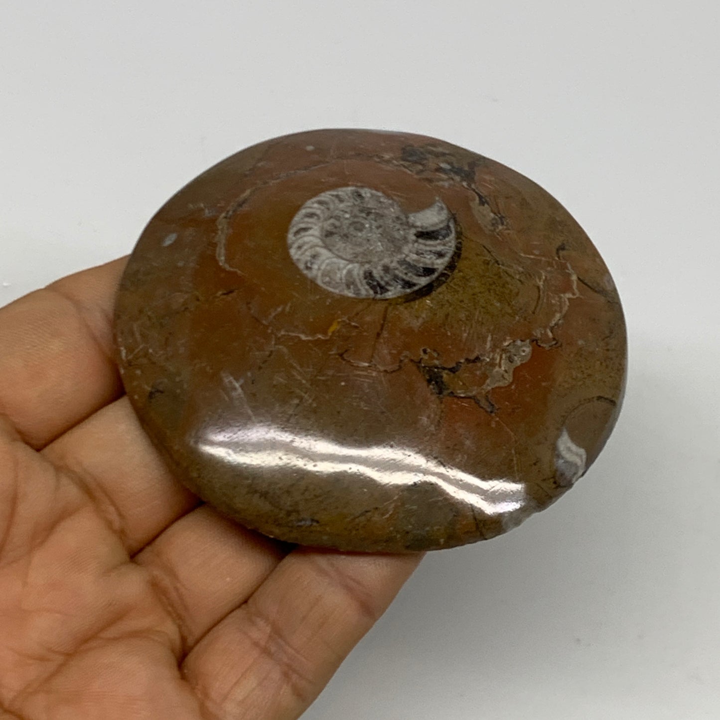 95.2g, 2.8"x2.8"x0.6", Goniatite (Button) Ammonite Polished Fossils, B30094
