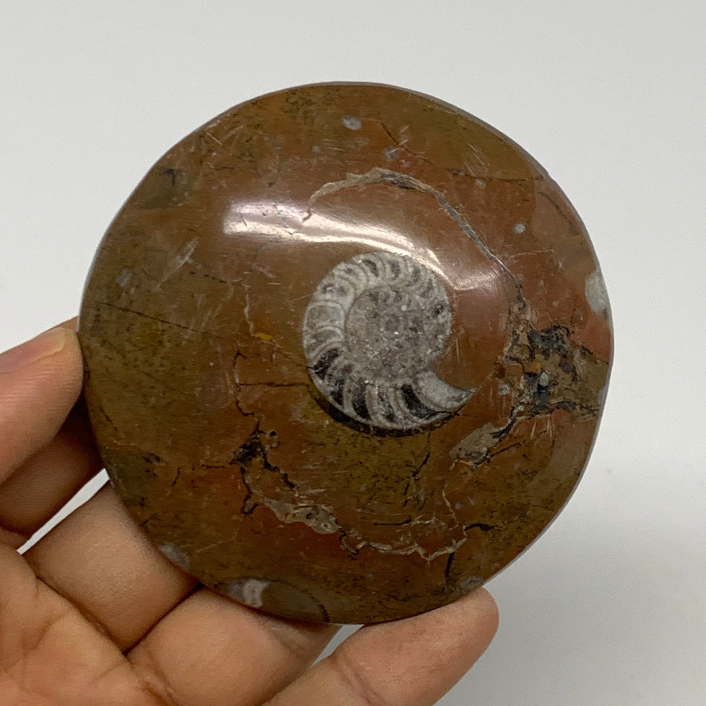 95.2g, 2.8"x2.8"x0.6", Goniatite (Button) Ammonite Polished Fossils, B30094