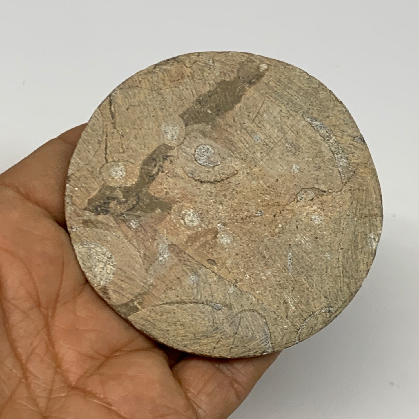 95.2g, 2.8"x2.8"x0.6", Goniatite (Button) Ammonite Polished Fossils, B30094
