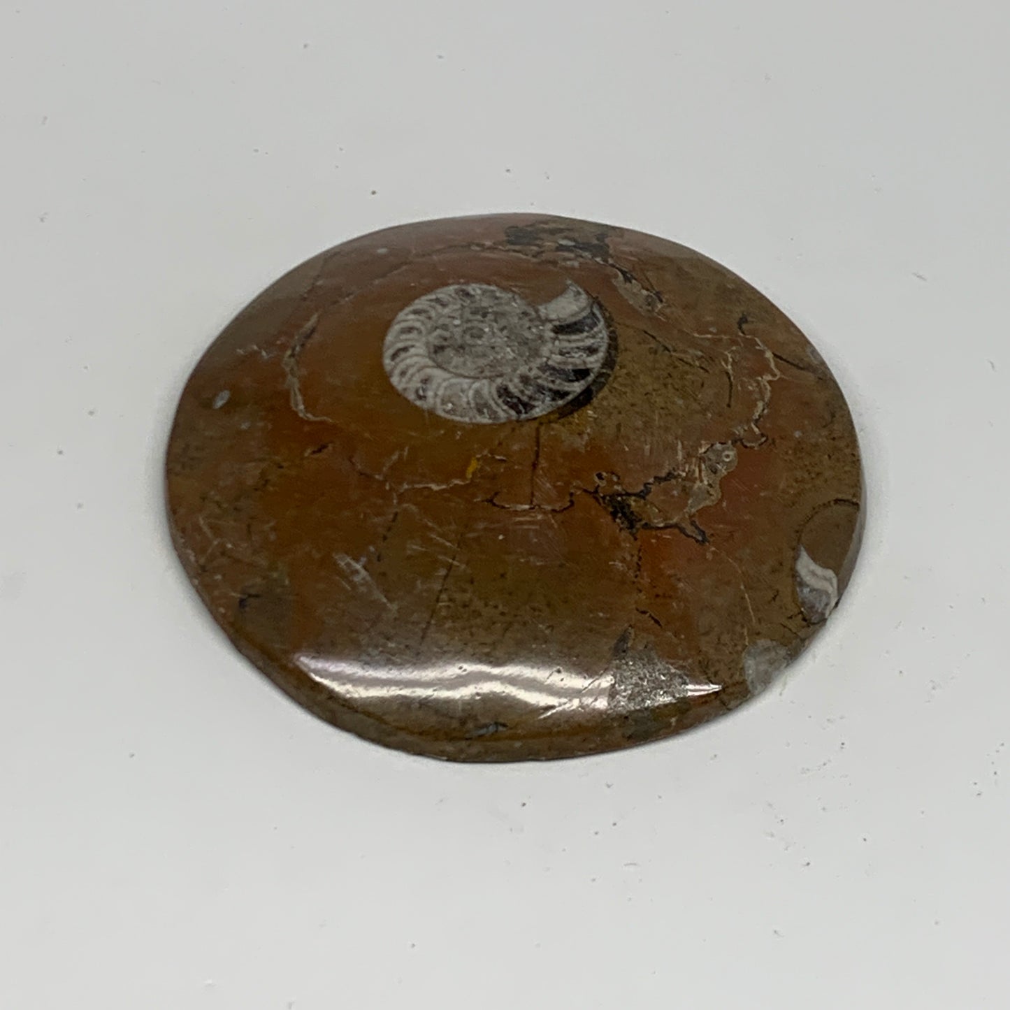 95.2g, 2.8"x2.8"x0.6", Goniatite (Button) Ammonite Polished Fossils, B30094