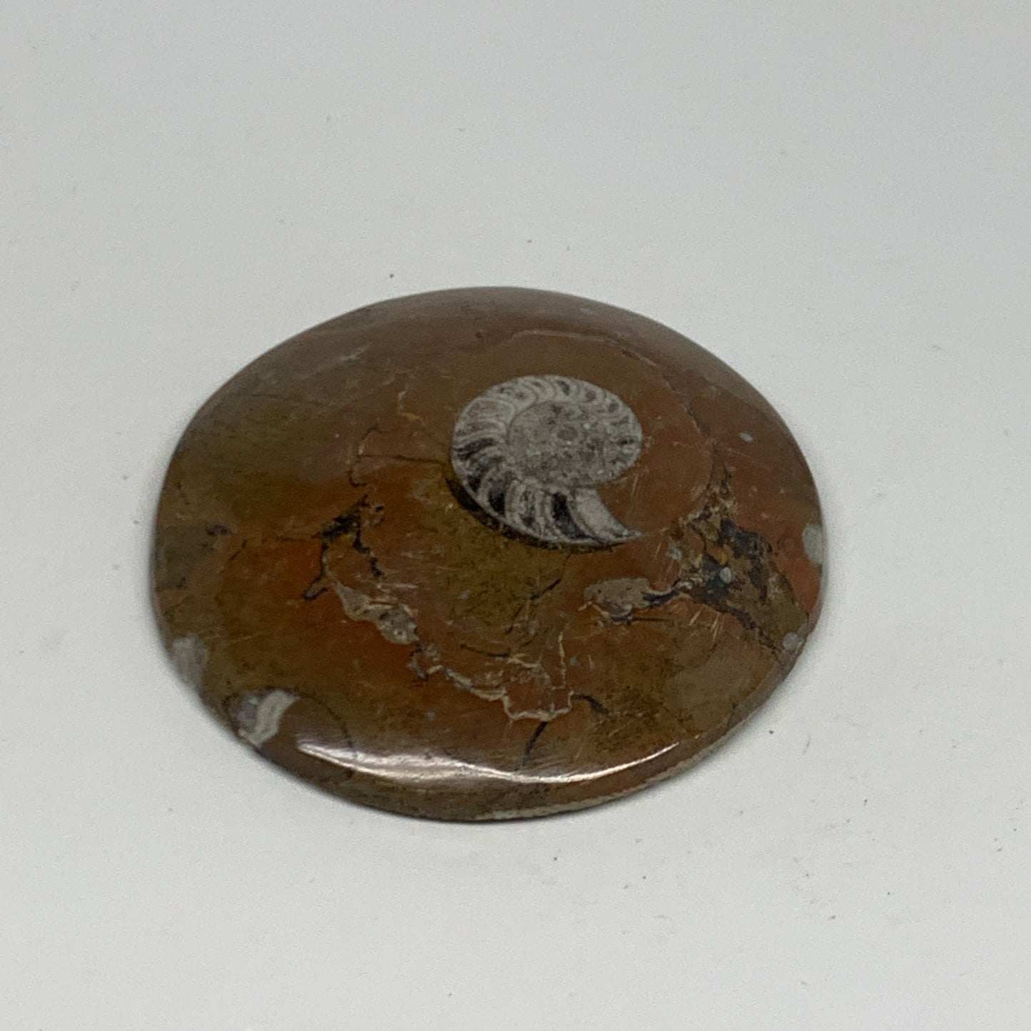 95.2g, 2.8"x2.8"x0.6", Goniatite (Button) Ammonite Polished Fossils, B30094