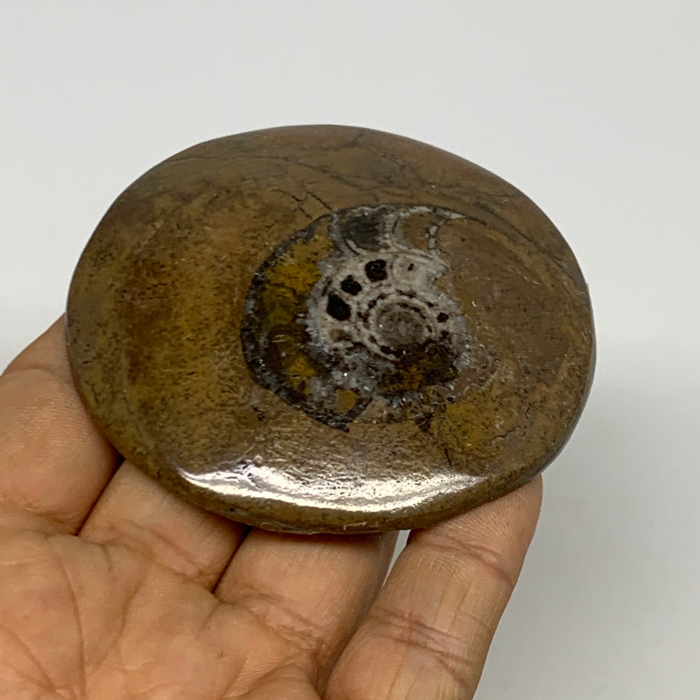 95.5g, 2.8"x2.8"x0.6", Goniatite (Button) Ammonite Polished Fossils, B30095