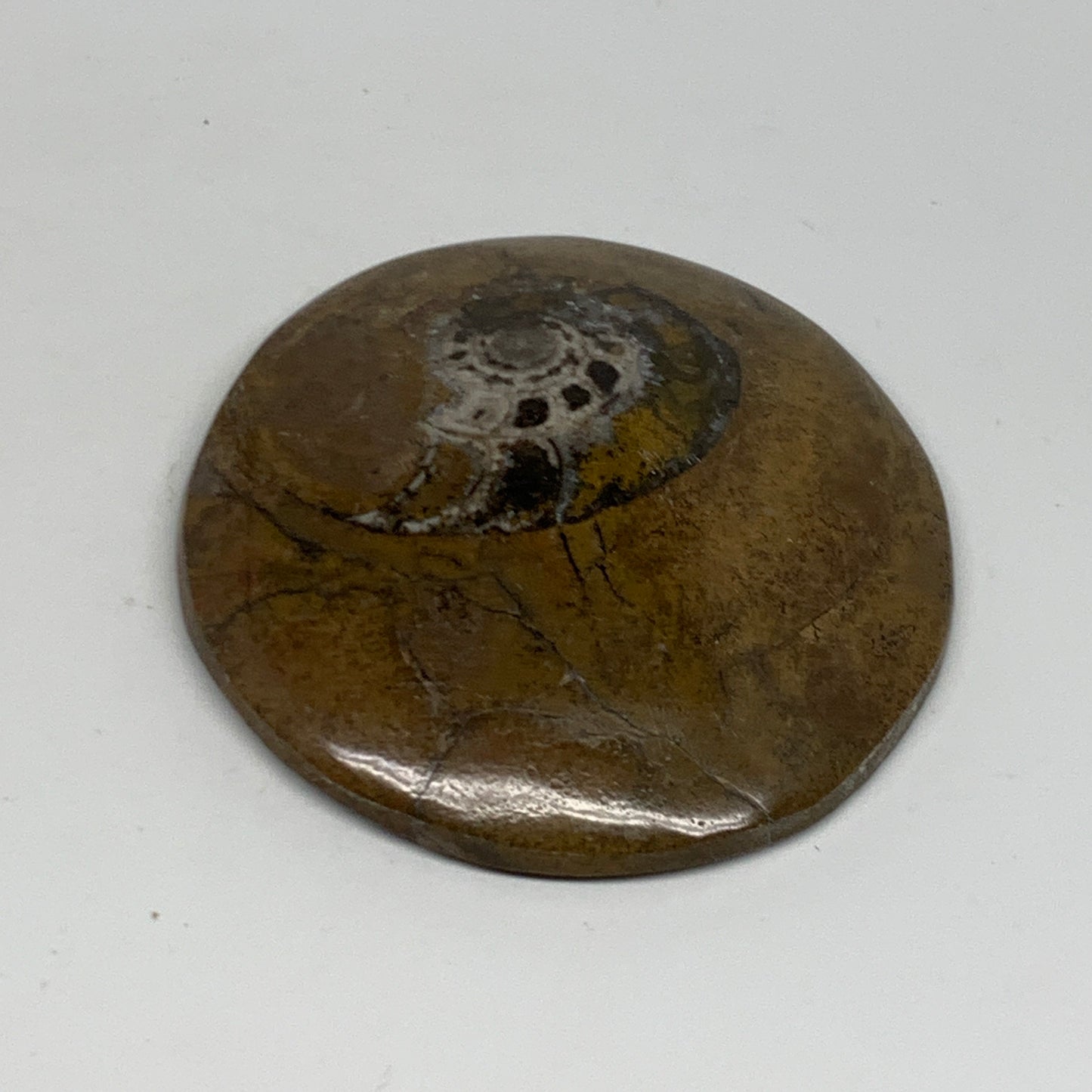 95.5g, 2.8"x2.8"x0.6", Goniatite (Button) Ammonite Polished Fossils, B30095