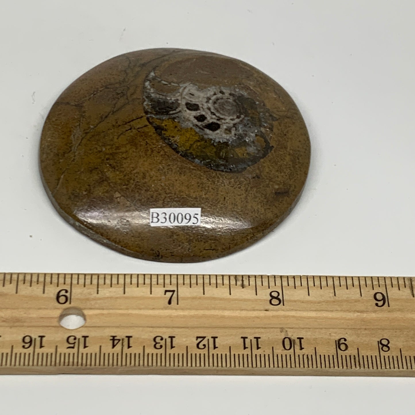 95.5g, 2.8"x2.8"x0.6", Goniatite (Button) Ammonite Polished Fossils, B30095