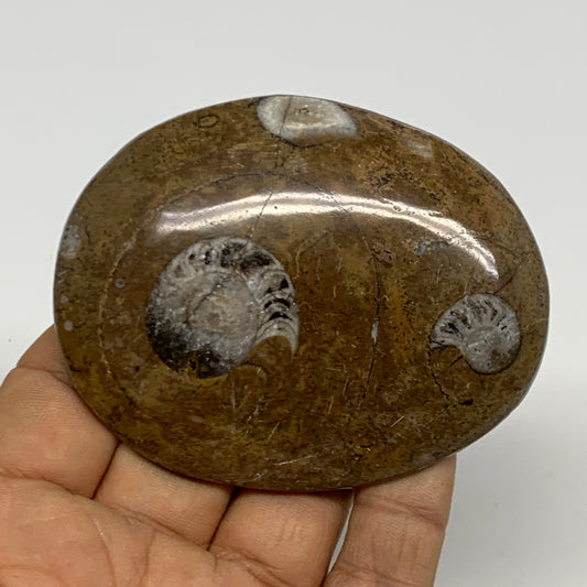 76.3g, 3"x2.4"x0.5", Goniatite (Button) Ammonite Polished Fossils, B30107